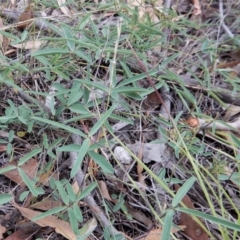 Glycine clandestina (Twining Glycine) at Mount Painter - 27 Jan 2019 by CathB