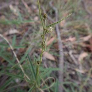 Glycine clandestina at Cook, ACT - 28 Jan 2019