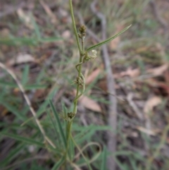 Glycine clandestina at Cook, ACT - 28 Jan 2019