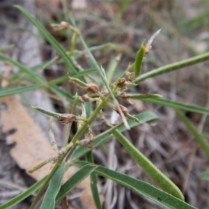 Glycine clandestina at Cook, ACT - 28 Jan 2019