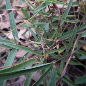 Glycine clandestina at Cook, ACT - 28 Jan 2019