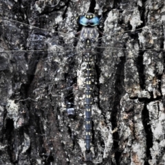 Austroaeschna multipunctata (Multi-spotted Darner) at Namadgi National Park - 28 Jan 2019 by JohnBundock