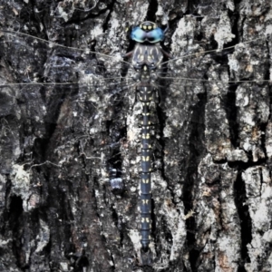 Austroaeschna multipunctata at Rendezvous Creek, ACT - 28 Jan 2019 12:25 PM