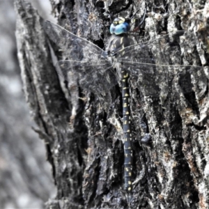 Austroaeschna multipunctata at Rendezvous Creek, ACT - 28 Jan 2019 12:25 PM