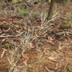 Aristida ramosa (Purple Wire Grass) at Dunlop, ACT - 22 Jan 2019 by CathB