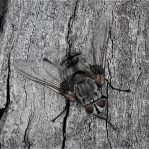 Prodiaphania sp. (genus) at Theodore, ACT - 28 Jan 2019