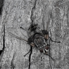 Prodiaphania sp. (genus) (A Tachinid fly) at Tuggeranong Hill - 28 Jan 2019 by JohnBundock