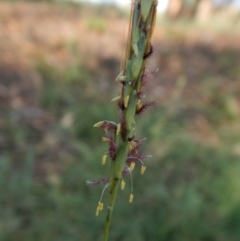 Bothriochloa macra (Red Grass, Red-leg Grass) at Dunlop, ACT - 26 Jan 2019 by CathB