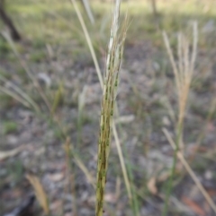 Bothriochloa macra at Dunlop, ACT - 26 Jan 2019