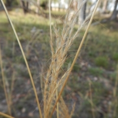 Bothriochloa macra at Dunlop, ACT - 26 Jan 2019 07:49 AM