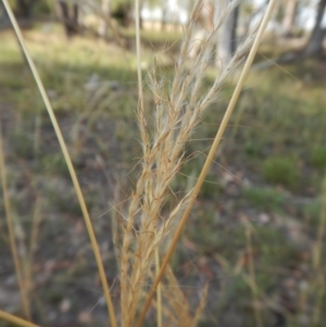 Bothriochloa macra at Dunlop, ACT - 26 Jan 2019 07:49 AM