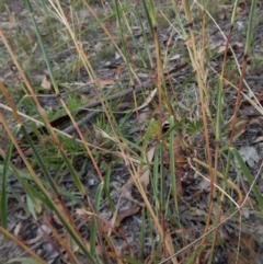 Bothriochloa macra at Dunlop, ACT - 26 Jan 2019