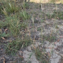 Bothriochloa macra at Dunlop, ACT - 26 Jan 2019 07:49 AM