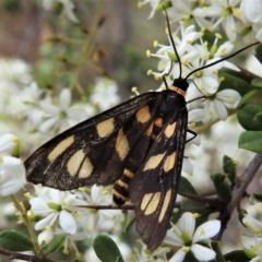 Amata (genus) (Handmaiden Moth) at Namadgi National Park - 28 Jan 2019 by JohnBundock