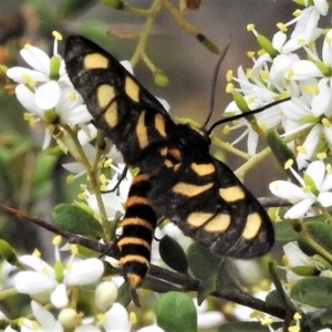 Amata (genus) at Rendezvous Creek, ACT - 28 Jan 2019 11:17 AM