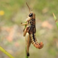 Praxibulus sp. (genus) (A grasshopper) at Namadgi National Park - 28 Jan 2019 by JohnBundock