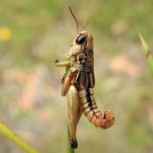 Praxibulus sp. (genus) at Rendezvous Creek, ACT - 28 Jan 2019