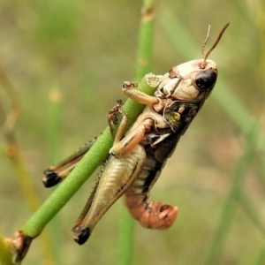 Praxibulus sp. (genus) at Rendezvous Creek, ACT - 28 Jan 2019