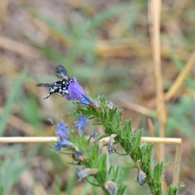 Thyreus caeruleopunctatus (Chequered cuckoo bee) at Flynn, ACT - 28 Jan 2019 by Ernier