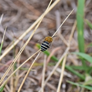 Amegilla sp. (genus) at Flynn, ACT - 28 Jan 2019 12:00 AM