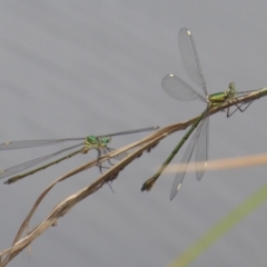 Synlestes weyersii (Bronze Needle) at Booth, ACT - 27 Jan 2019 by Christine