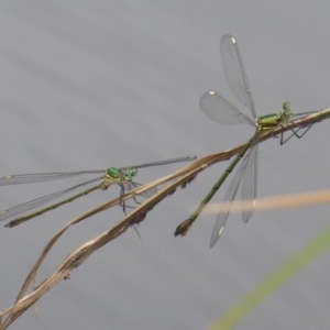 Synlestes weyersii at Booth, ACT - 28 Jan 2019