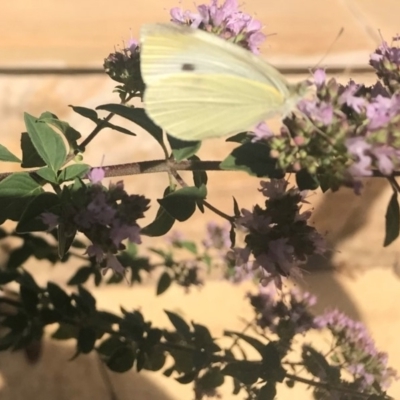 Pieris rapae (Cabbage White) at Ainslie, ACT - 24 Jan 2019 by juddernaut