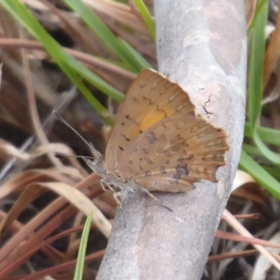 Paralucia aurifera (Bright Copper) at Booth, ACT - 28 Jan 2019 by Christine