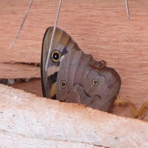 Heteronympha penelope at Booth, ACT - 28 Jan 2019 10:34 AM