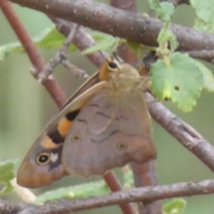 Heteronympha penelope at Booth, ACT - 28 Jan 2019 10:34 AM