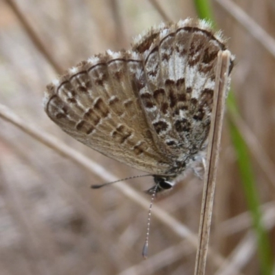 Neolucia hobartensis (Montane Heath-blue) at Booth, ACT - 27 Jan 2019 by Christine