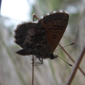 Neolucia hobartensis at Booth, ACT - 28 Jan 2019 10:41 AM