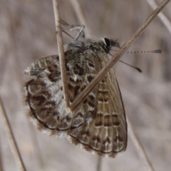 Neolucia hobartensis at Booth, ACT - 28 Jan 2019