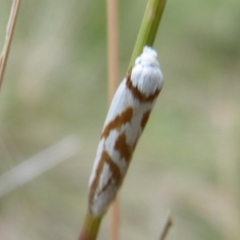 Oxythecta acceptella (Scat Moth) at Namadgi National Park - 27 Jan 2019 by Christine