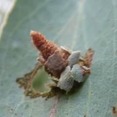 Psychidae (family) IMMATURE (Unidentified case moth or bagworm) at Namadgi National Park - 28 Jan 2019 by Christine