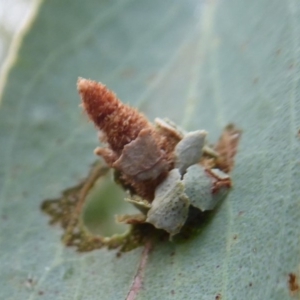 Psychidae (family) IMMATURE at Rendezvous Creek, ACT - 28 Jan 2019 11:39 AM