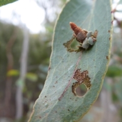 Psychidae (family) IMMATURE at Rendezvous Creek, ACT - 28 Jan 2019