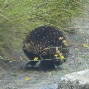 Tachyglossus aculeatus at Booth, ACT - 28 Jan 2019