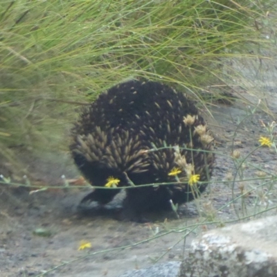 Tachyglossus aculeatus (Short-beaked Echidna) at Booth, ACT - 28 Jan 2019 by Christine