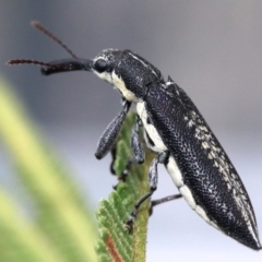 Rhinotia sp. in brunnea-group (A belid weevil) at Mount Ainslie - 26 Jan 2019 by jb2602