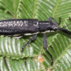 Rhinotia sp. in brunnea-group at Majura, ACT - 27 Jan 2019