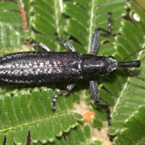 Rhinotia sp. in brunnea-group at Majura, ACT - 27 Jan 2019