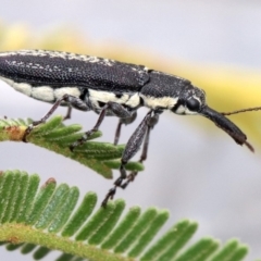 Rhinotia sp. in brunnea-group at Majura, ACT - 27 Jan 2019