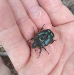 Chlorobapta frontalis (A flower scarab) at Kambah, ACT - 28 Jan 2019 by gregbaines