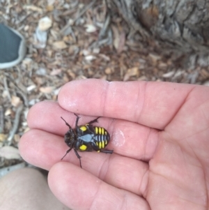 Chlorobapta frontalis at Kambah, ACT - 28 Jan 2019 02:02 PM