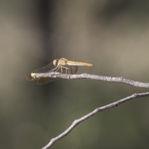 Diplacodes haematodes at Hawker, ACT - 23 Jan 2019