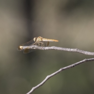 Diplacodes haematodes (Scarlet Percher) at Hawker, ACT - 23 Jan 2019 by Alison Milton