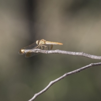 Diplacodes haematodes (Scarlet Percher) at Hawker, ACT - 22 Jan 2019 by Alison Milton