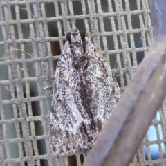 Spectrotrota fimbrialis (A Pyralid moth) at Flynn, ACT - 25 Jan 2019 by Christine