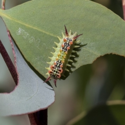 Doratifera quadriguttata and casta (Four-spotted Cup Moth) at The Pinnacle - 23 Jan 2019 by AlisonMilton